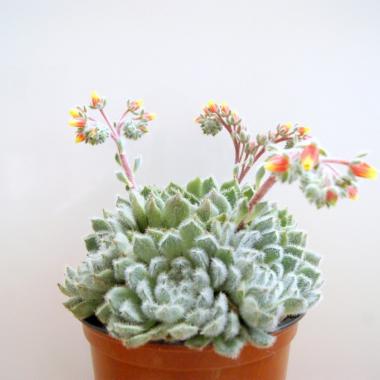 Echeveria setosa diminuta